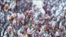 The beauty of flowers.